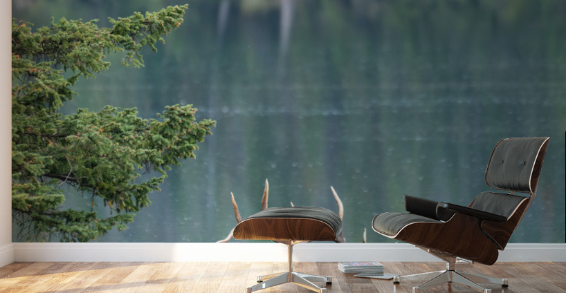 Bull Elk Wall Murals