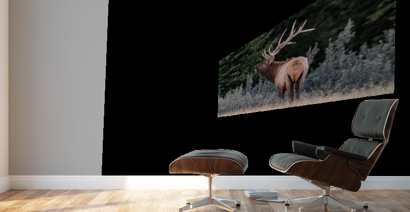 Bull Elk Wall Murals