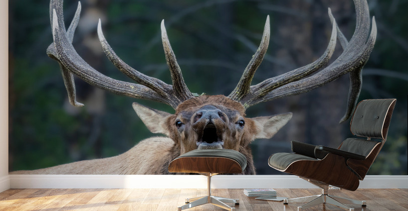 Bull Elk Wall Murals
