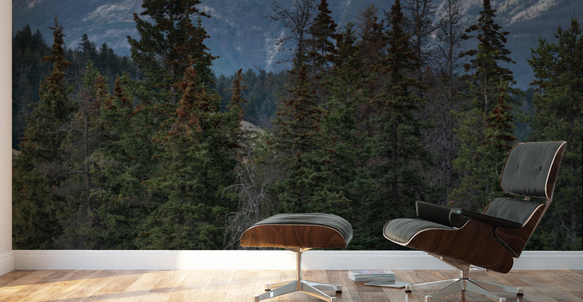 Bull Elk Wall Murals