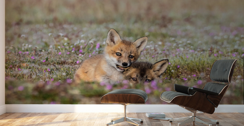 Red Fox Kits Wall Murals