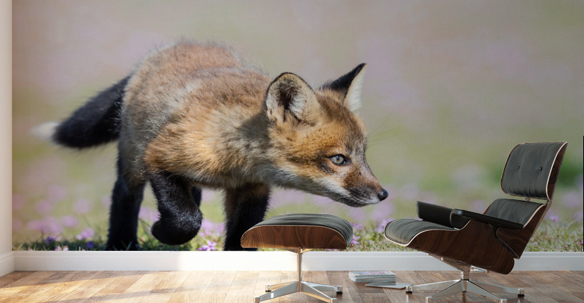 Red Fox Kit Wall Murals