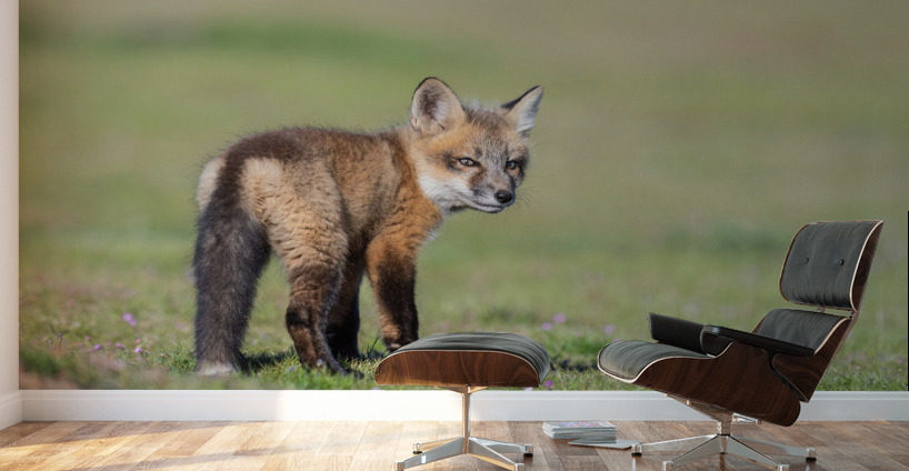 Red Fox Kit Wall Murals