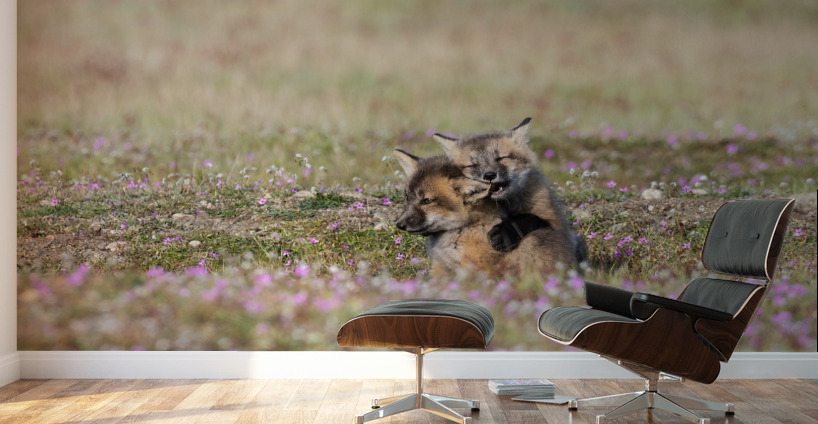 Red Fox Kits Wall Murals