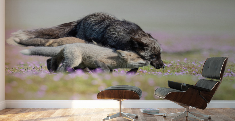 Red Fox with Kits Wall Murals