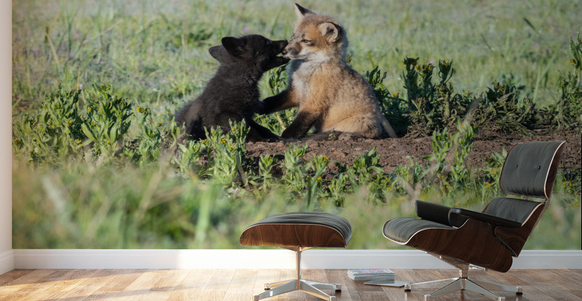 Red Fox Kits Wall Murals