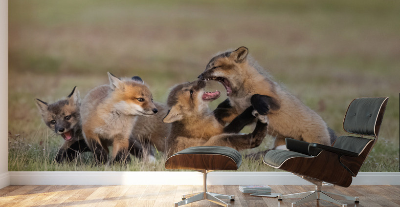 Red Fox Kits Wall Murals
