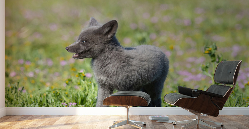 Red Fox Kit Wall Murals