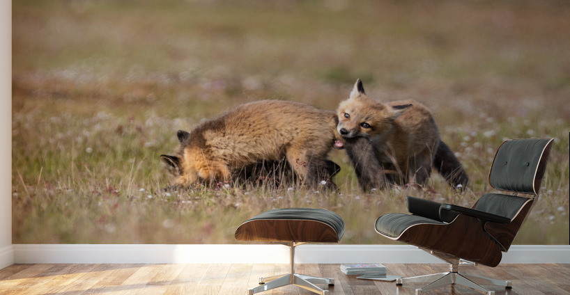 Red Fox Kits Wall Murals