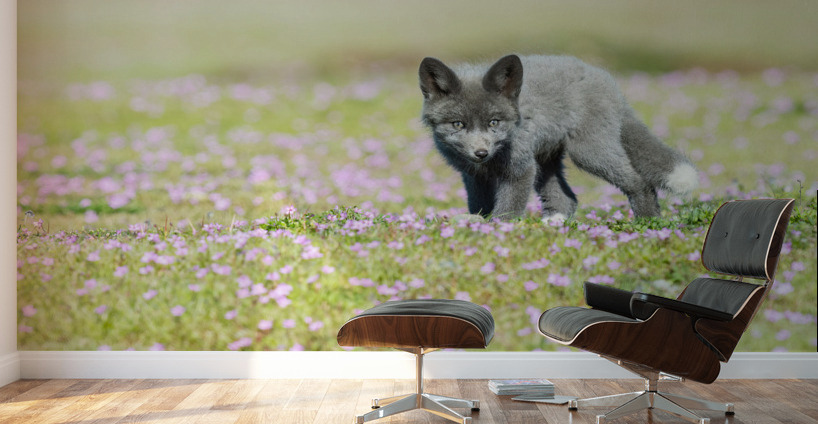 Red Fox Kit Wall Murals