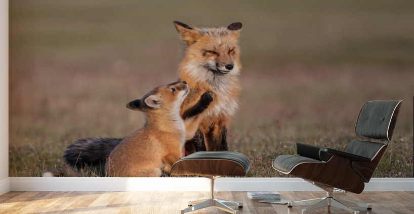 Red Fox with Kit Wall Murals