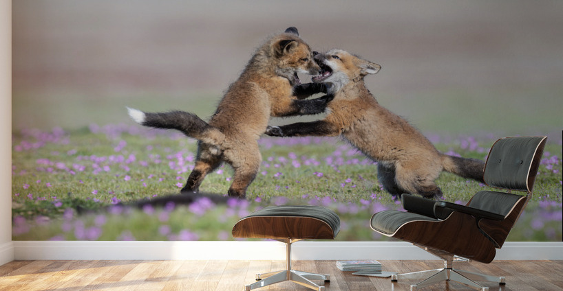 Red Fox Kits Wall Murals