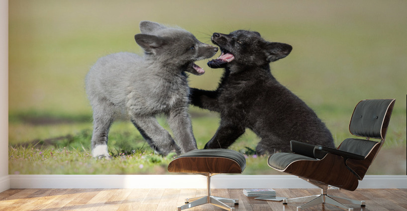 Red Fox Kits Wall Murals