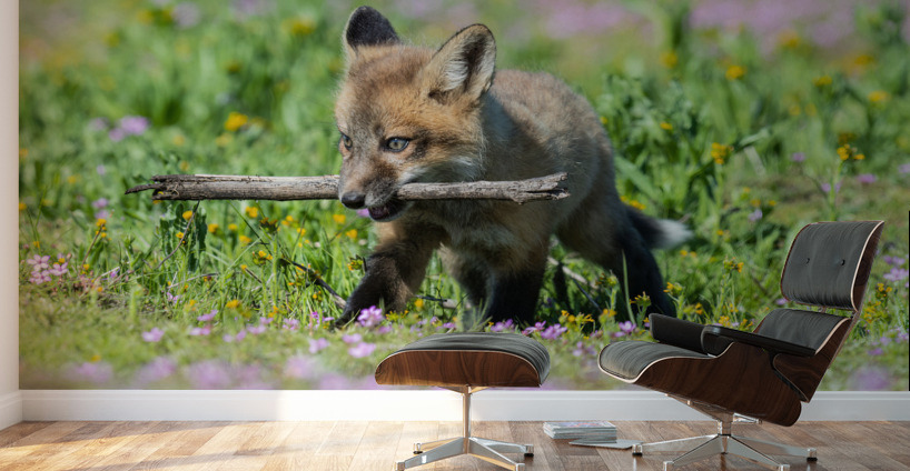 Red Fox Kit Wall Murals