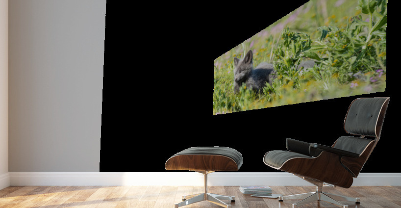 Red Fox Kit Wall Murals