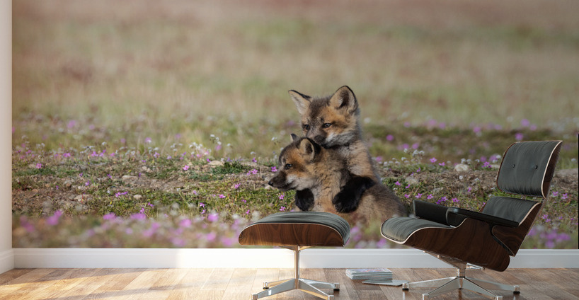 Red Fox Kits Wall Murals