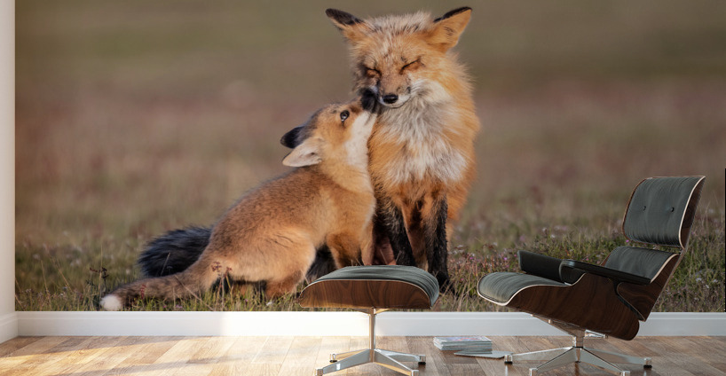 Red Fox with Kit Wall Murals