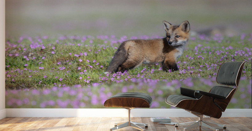 Red Fox Kit Wall Murals