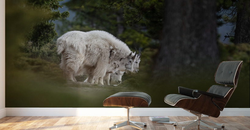 Mountain Goat Wall Murals