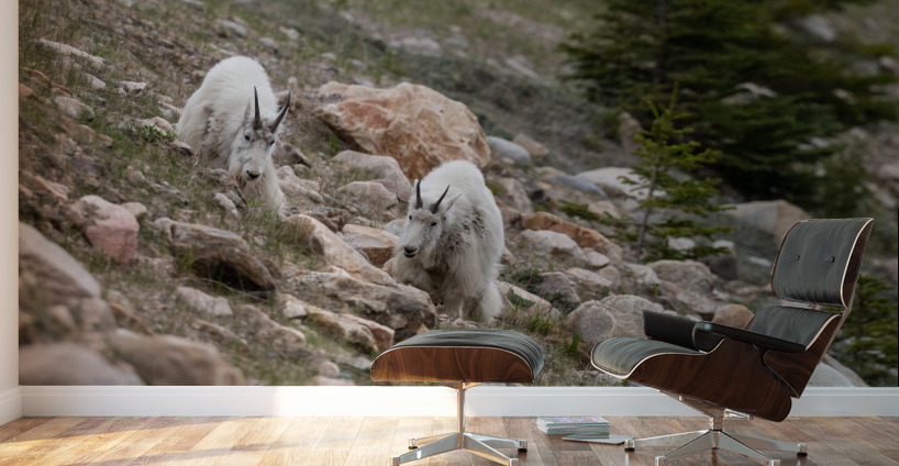 Mountain Goats Wall Murals