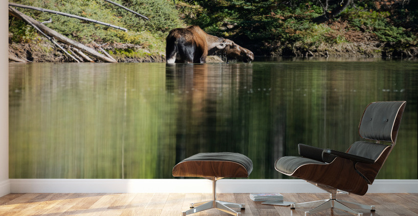 Cow Moose Wall Murals