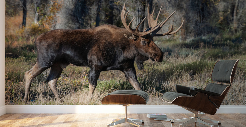Bull Moose Wall Murals