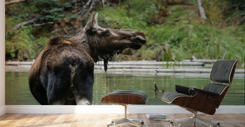Cow Moose Wall Murals