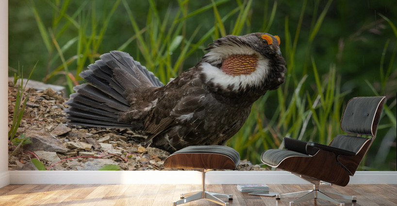 Male Sooty Grouse Wall Murals