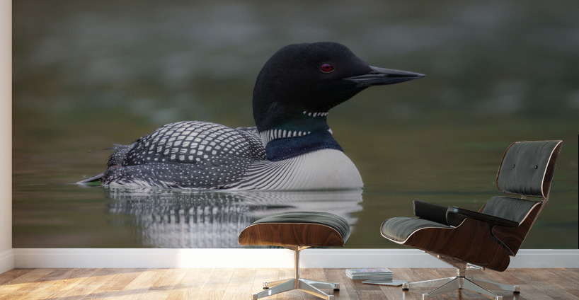 Common Loon Wall Murals