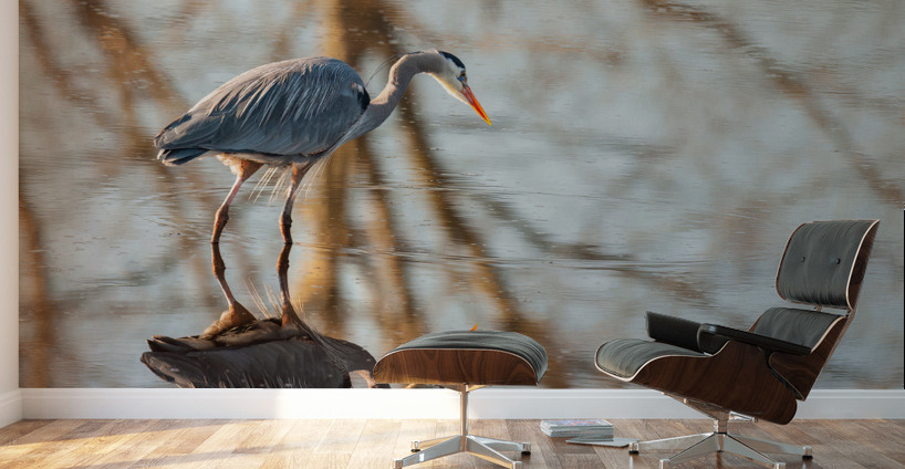 Great Blue Heron Wall Murals