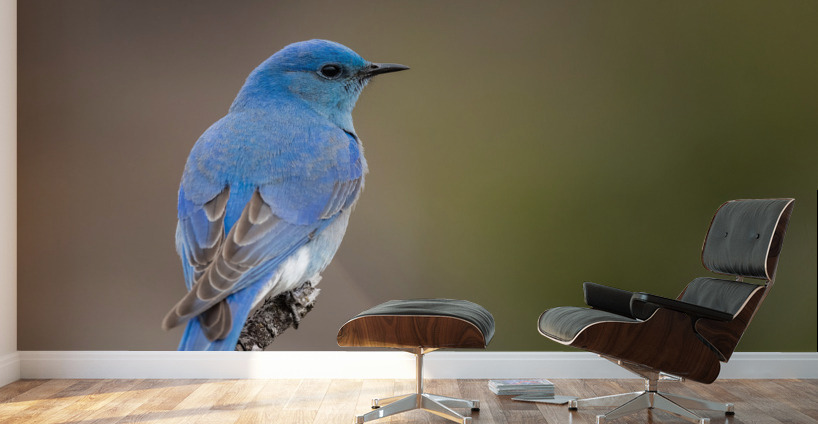 Male Mountain Bluebird Wall Murals