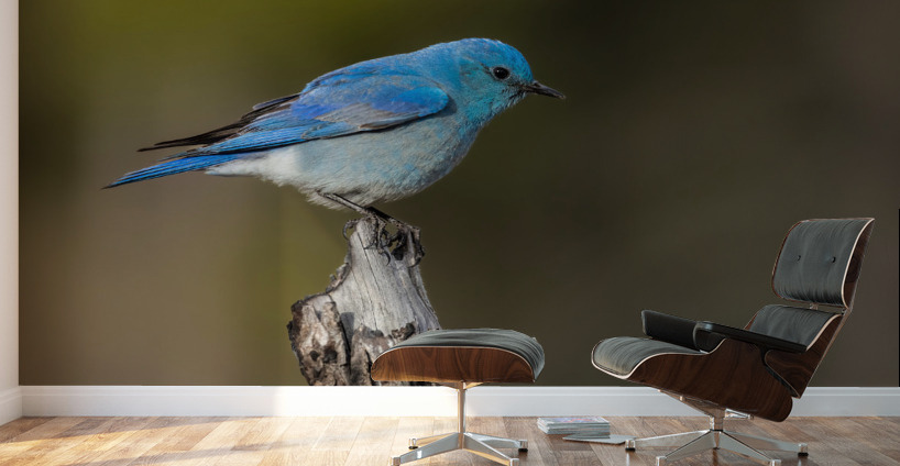 Male Mountain Bluebird Wall Murals