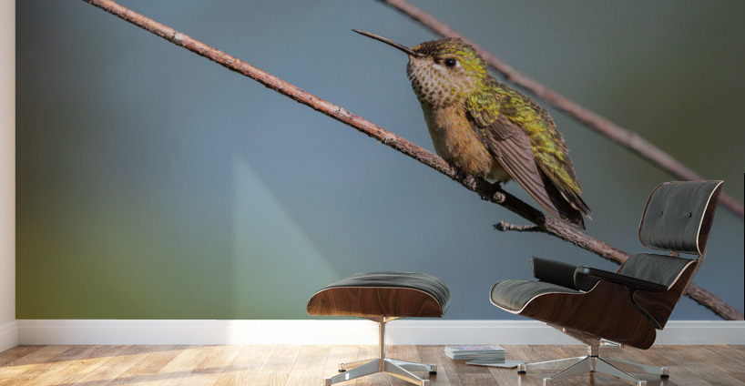 Female Calliope Hummingbird Wall Murals