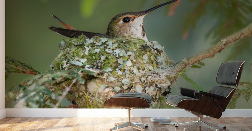 Female Rufous Hummingbird Wall Murals