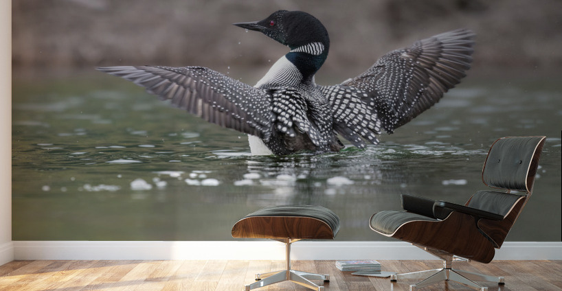 Common Loon Wall Murals