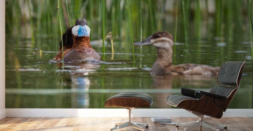 Ruddy Ducks Wall Murals