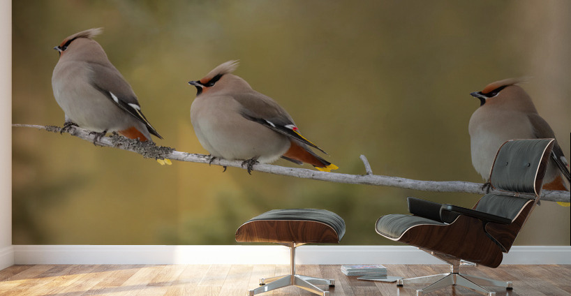 Bohemian Waxwings Wall Murals