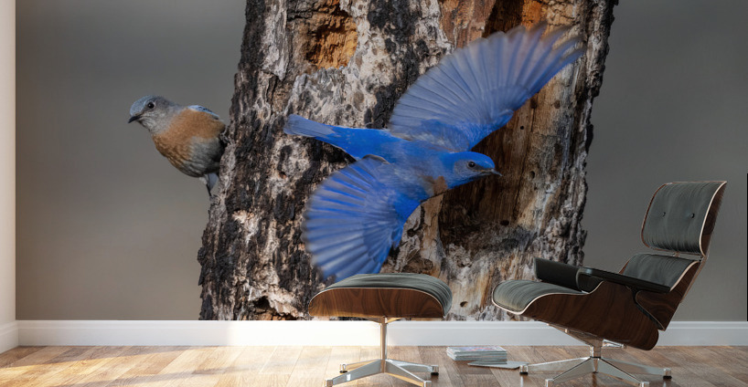 Western Bluebirds Wall Murals