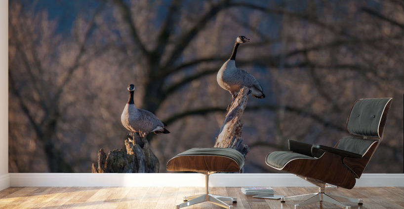 Canadian Geese Wall Murals