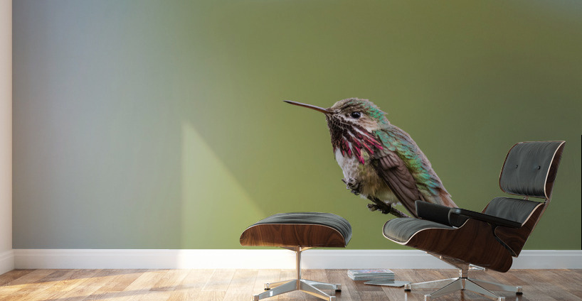 Male Calliope Hummingbird Wall Murals