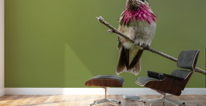 Male Calliope Hummingbird Wall Murals