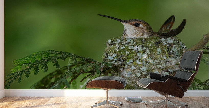 Female Rufous Hummingbird Wall Murals