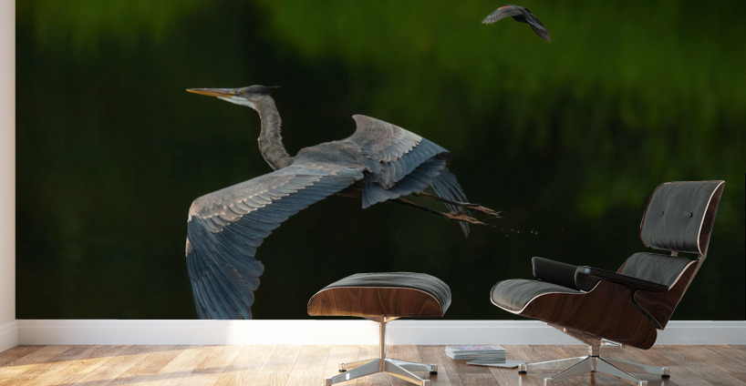 Great Blue Heron Wall Murals