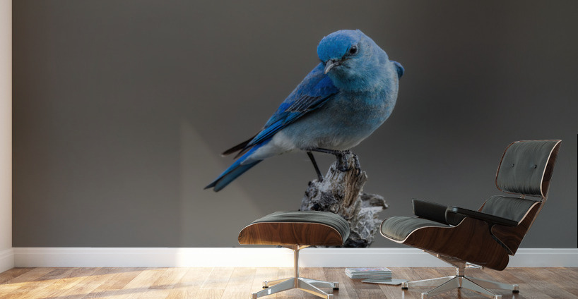 Male Mountain Bluebird Wall Murals