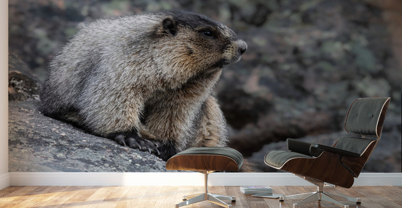 Hoary Marmot Wall Murals