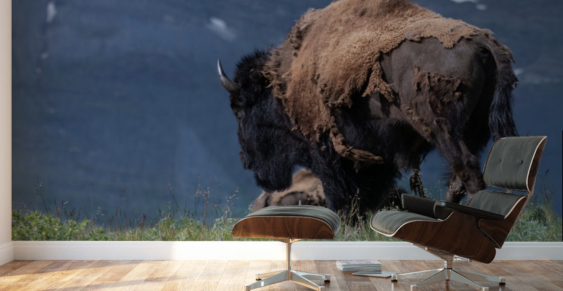 Male Bison Wall Murals