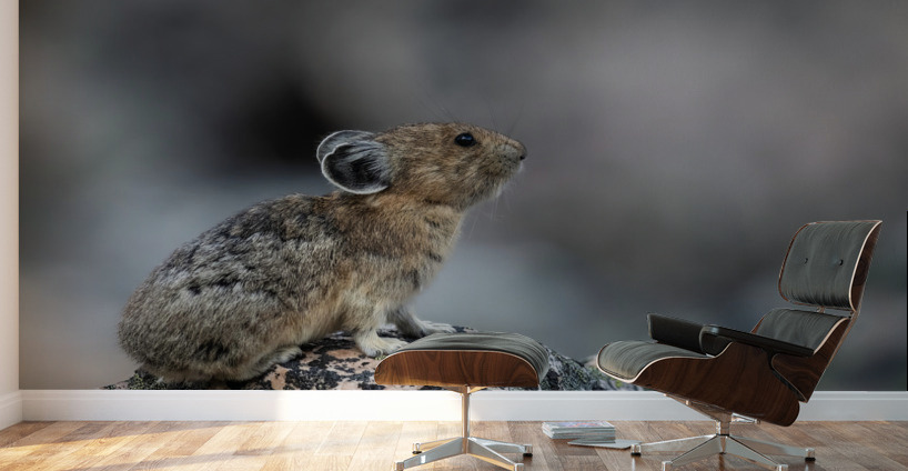 American Pika Wall Murals