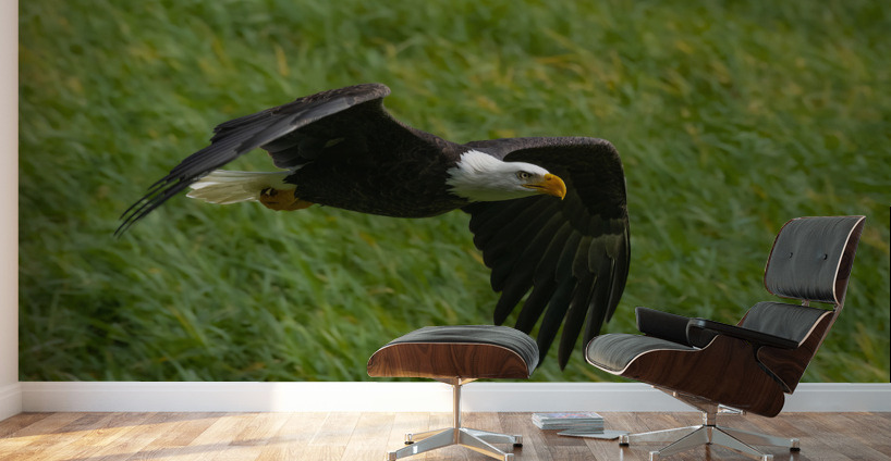 Bald Eagle Wall Murals