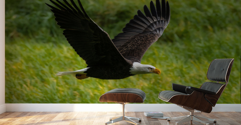 Bald Eagle Wall Murals
