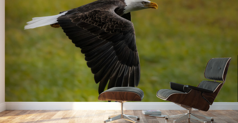 Bald Eagle Wall Murals